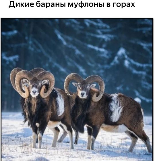 Дикие бараны муфпоны в горах