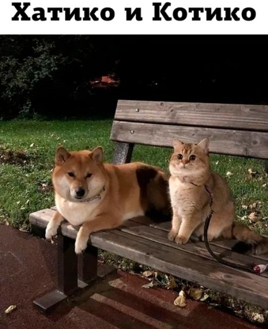 Хатико и Котика