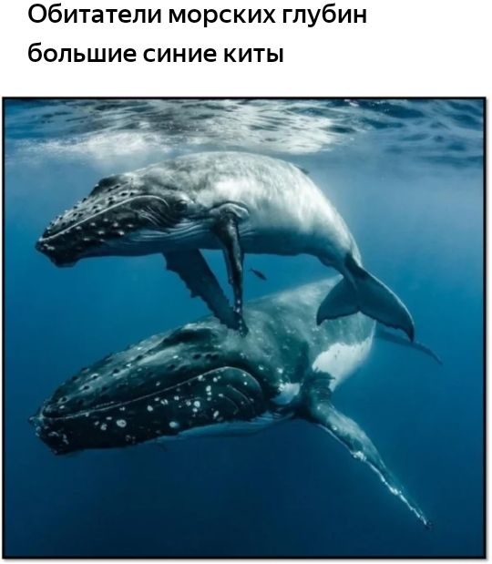 Обитатели морских гпубин большие синие киты