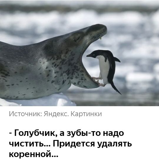 Источник Яндекс Картинки Голубчик а зубы то надо чистить Придется удалять коренной