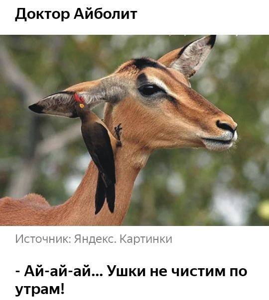Доктор Айболит Источник Яндекс Картинки Ай ай ай Ушки не чистим по утрам