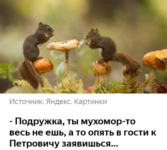 Источник Яндекс Картинки Подружка ты мухомор то весь не ешь а то опять в гости к Петровичу заявишься