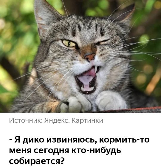 Источник Яндекс Картинки Я дико извиняюсь кормить то меня сегодня кто нибудь собирается