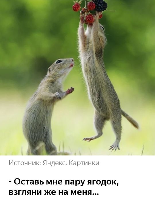 Ьчртнщ Оставь мне пару ягодок взгляни же на меня