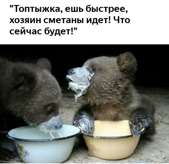 Топтыжка ешь быстрее хозяин сметаны идет Что сейчас будет