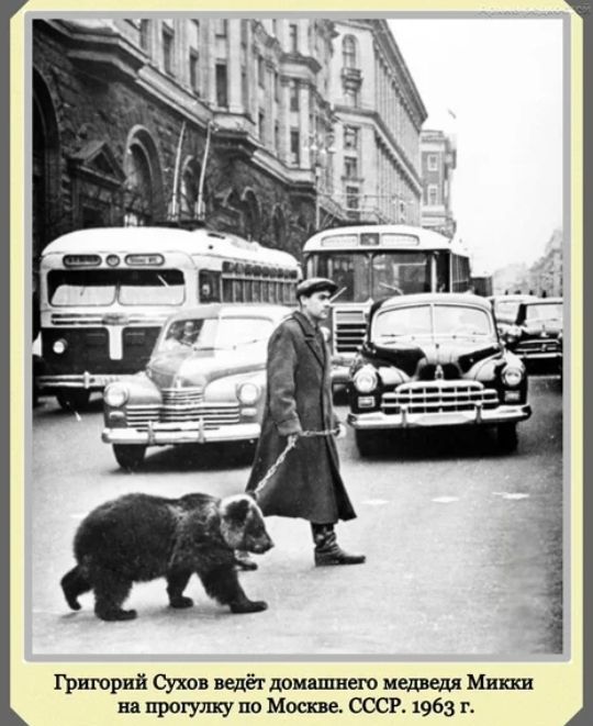 Гртрнй Сухов доишш медведя Мит на прогулку по Моше СССР 1963 г