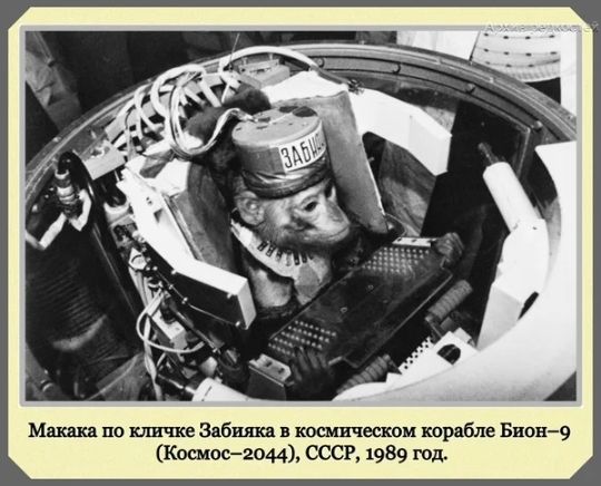 Мышка по кличке Забияка в космическом корабле звон9 Космос2044 СССР 1989 год