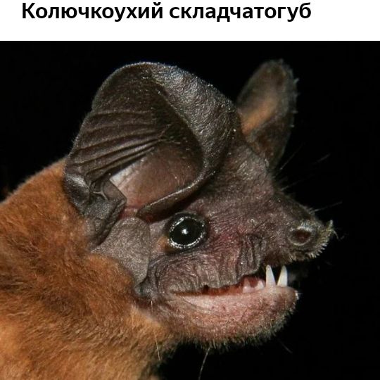 Колючкоухий складчатогуб