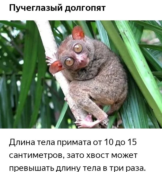 Пучеглазый долгопят длина тела примата от 10 до 15 сантиметров, зато хвост может превышать длину тела в три раза.