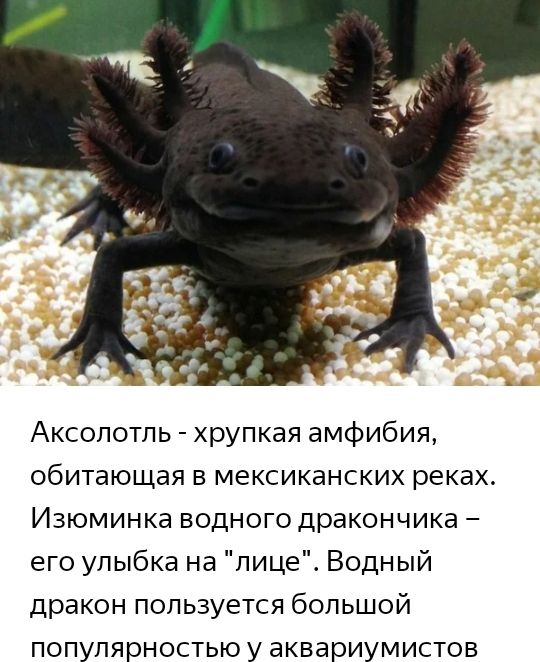 Аксолотль хрупкая амфибия обитающая в мексиканских реках Изюминка водного дракончика его улыбка на лице Водный дракон пользуется большой популярностью у аквариумистов