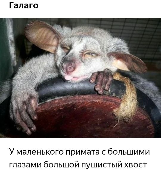 У маленького примата с большими глазами большой пушистый хвост
