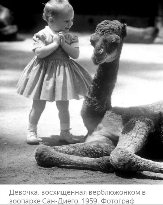 Девочка восхищенная верблюжонком в зоопарке Сан Диего 1959 Фотогюаф