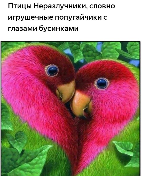 Птицы Неразлучники сповно игрушечные попугайчики с глазами бусинками