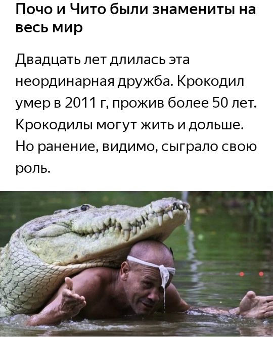 Почо и Чито были знамениты на весь мир Двадцать лет длилась эта неординарная дружба Крокодил умер в 2011 г прожив более 50 лет Крокодилы могут жить и дольше Но ранение видимо сыграло свою роль