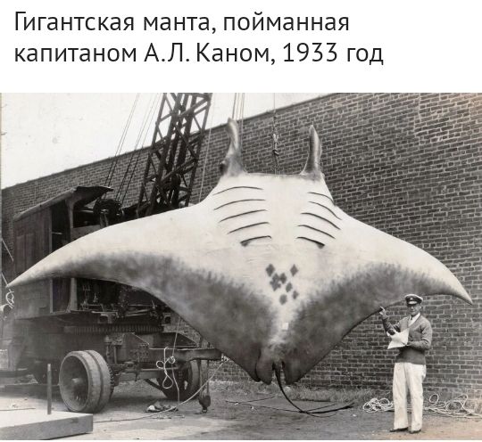 Гигантская манта, пойманная капитаном а.л. Каном, 1955 год
