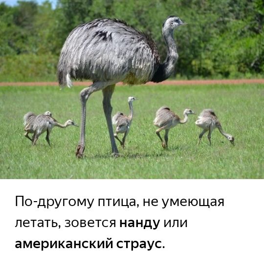 По другому птица не умеющая летать зовется нанду ипи американский страус
