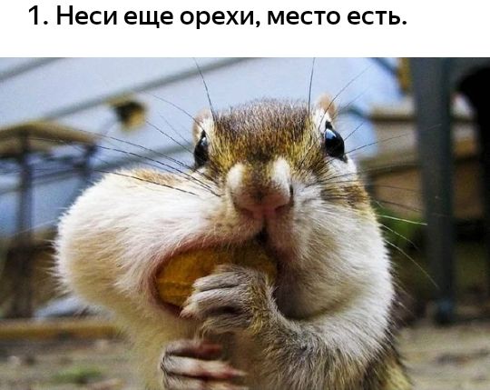 1 Неси еще орехи место есть