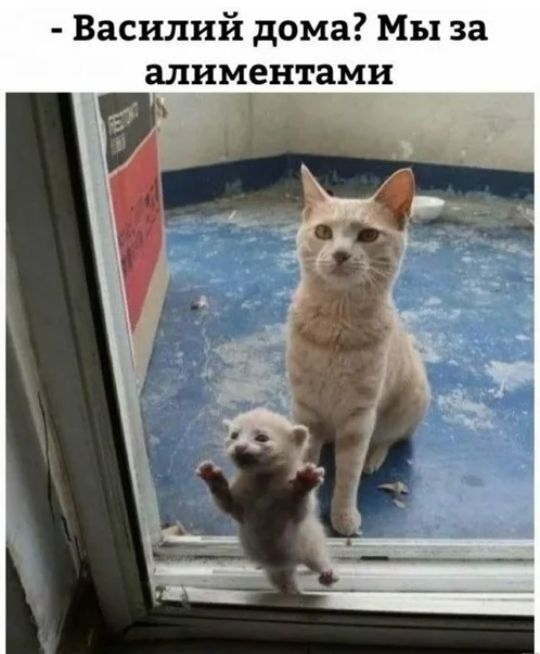 Василий дома Мы за алиментами