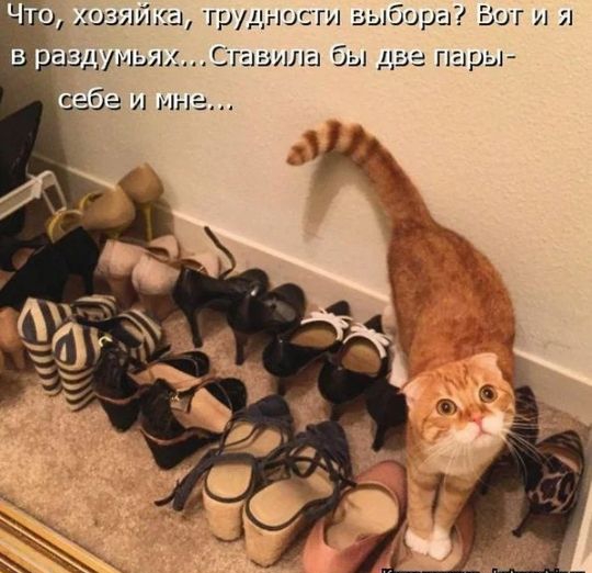 шзлйщ трудное выбора Вот и мумииСгглаила бы две пары абе и мне