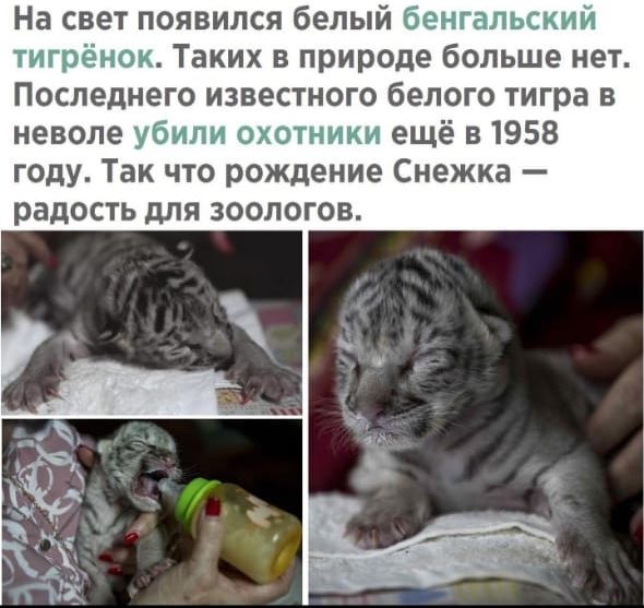 На свет появился белый бенгальский тигрёнок Таких в природе больше нет Последнего известного белого тигра в неволе убили охотники ещё в1958 году Так что рождение Снежка радость для зоологов