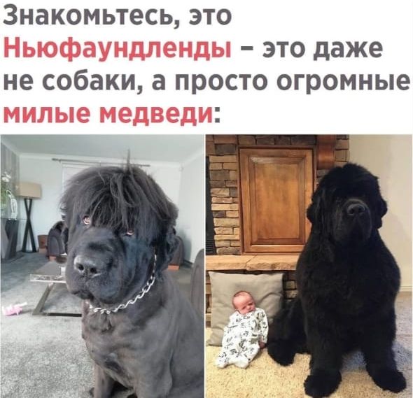 Знакомьтесь это это даже не собаки а просто огромные