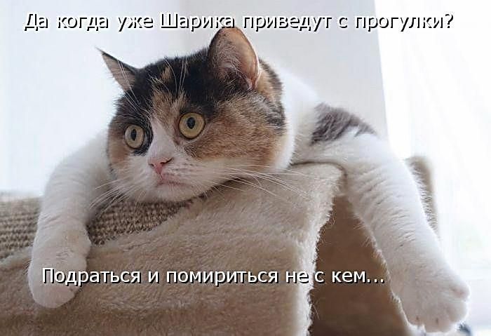 пригг шт с прогулки Ьдраться и помириться н с кем