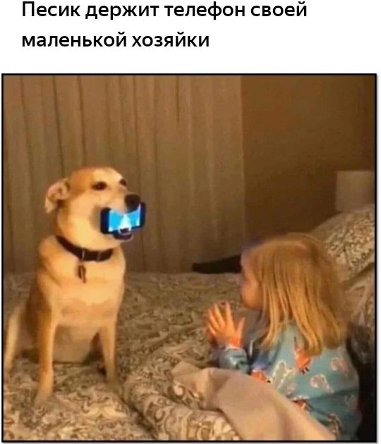 Песик держит телефон своей маленькой хозяйки
