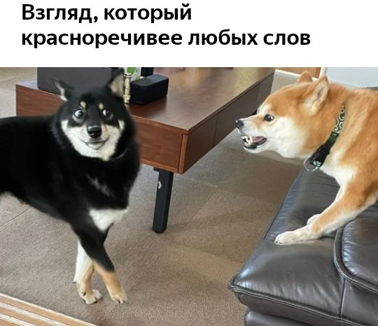 Взгляд который красноречивее любых слов
