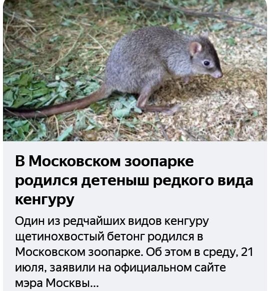 В Московском зоопарке родился детеныш редкого вида кенгуру Один из редчайших видов кенгуру щетинохвостый бетонг родился в Московском зоопарке Об этом в среду 21 июля заявили на официальном сайте мэра Москвы