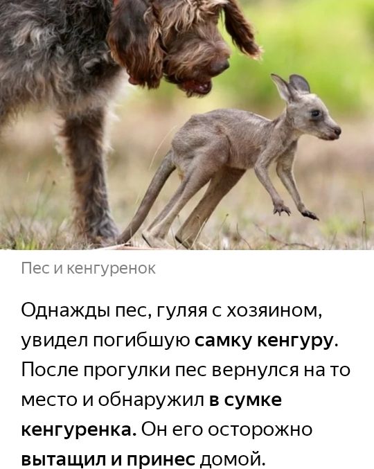 Пес и кенгуренок Однажды пес гуляя с хозяином увидел погибшую самку кенгуру После прогулки пес вернулся на то место и обнаружил в сумке кенгуренка Он его осторожно вытащил и принес домой