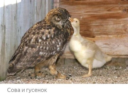 Сова и гусенок