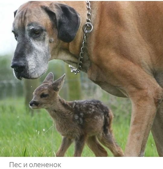 Пес и опененон
