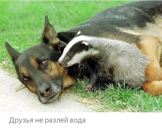 ДРУЗЬЯ не разлей БОДЭ