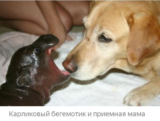Карпы от и прпег