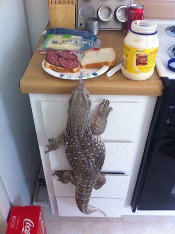 г