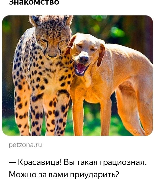 БНЭКОМСТВО региона Красавица Вы такая грациозная Можно за вами приударить