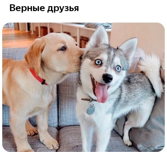 Верные друзья ищут т 1