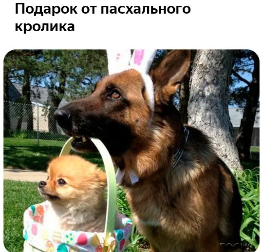 Подарок ОТ ПЭСХЗПЬНОГО кролика