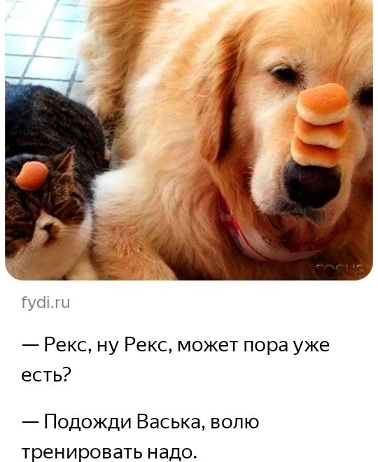 туш Рекс ну Рекс может пора уже есть Подожди Васька волю тренировать надо