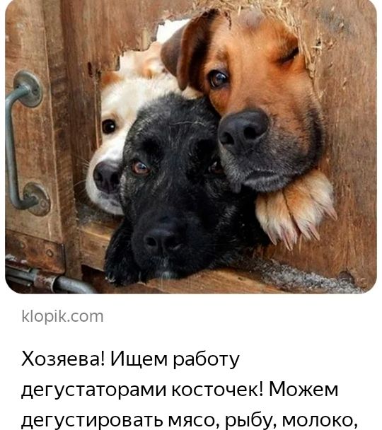_ _ 45 Хозяева Ищем работу дегустаторами косточек Можем стиовать мясо ыб молоко
