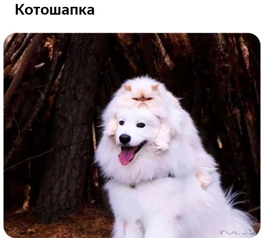 Котошапка