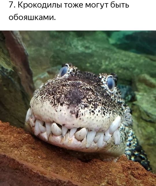 7 Крокодилы тоже могут быть обояшками