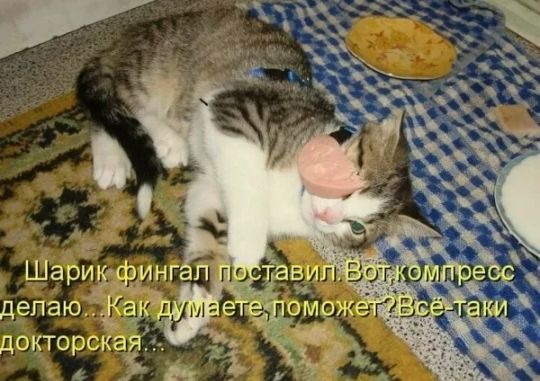 Шаридквинг вй :1.