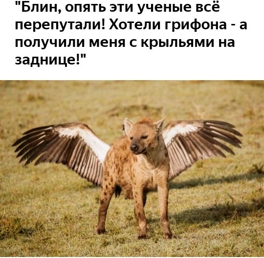 Блин опять эти ученые всё перепутали Хотели грифона а получили меня с крыльями на заднице