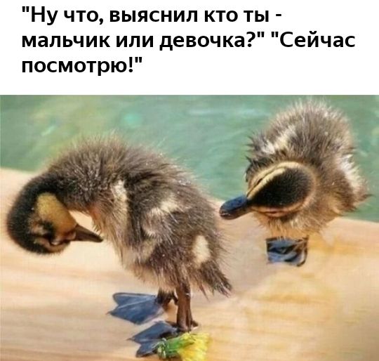 Ну что выяснил кто ты мальчик или девочка Сейчас посмотрю