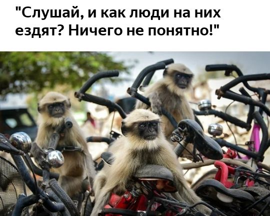 Слушай и как люди на них ездят Ничего не понятно