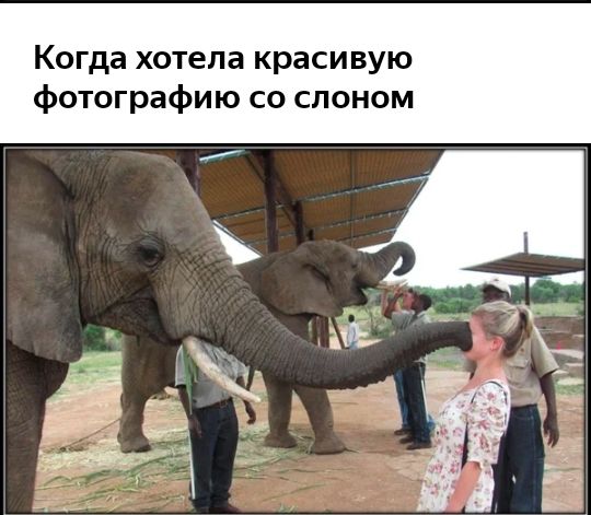 Когда хотела красивую фотографию со слоном