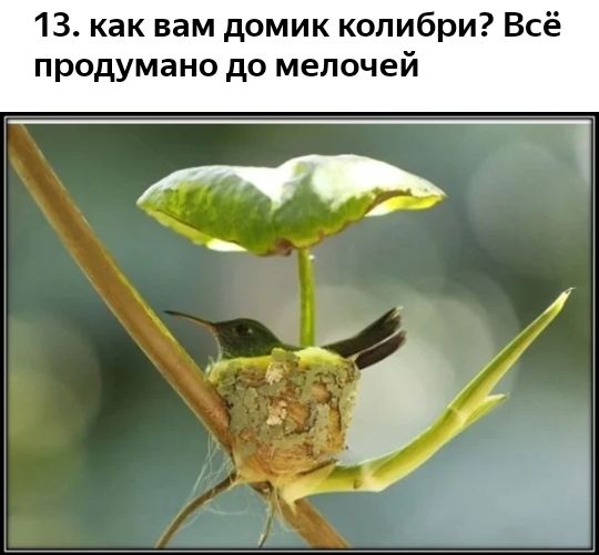 13 как вам домик колибри Всё продумано до мелочей