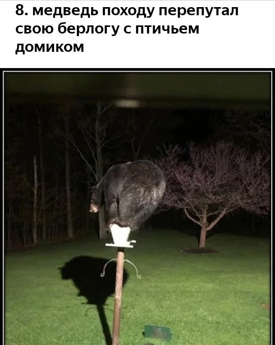 8 медведь походу перепутал свою берлогу с птичьем дОМИКОМ