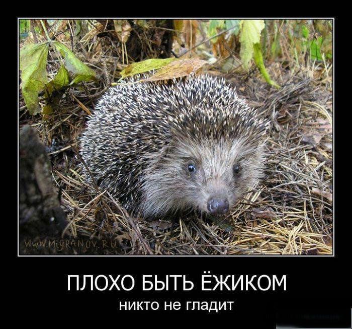 плохо БЫТЬ Ёжиком НИКТО не ГПНДИТ